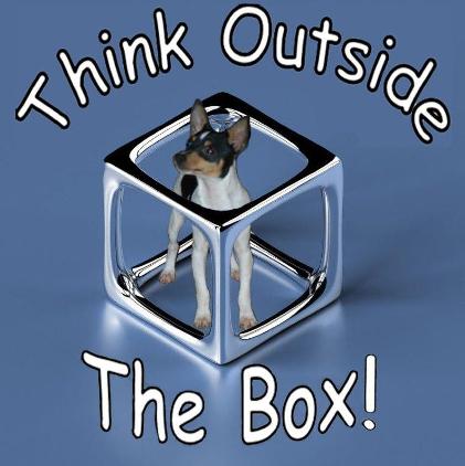 Toy Fox Terriers O'BJ