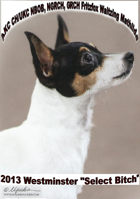 FritzFox Toy Fox Terriers
