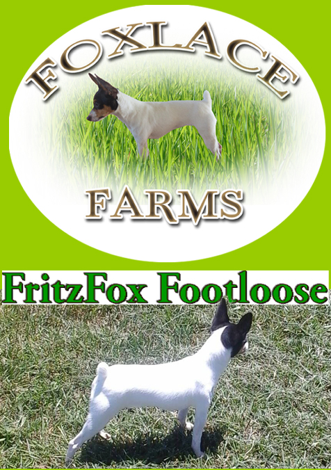 Foxlace Farms, Toy Fox Terriers