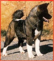 Akita Type