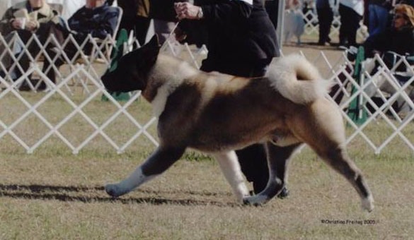 Akita in motion