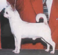 IDEAL CHIHUAHUA PROFILE, ANGULATION, CH. RIO OWNED BY GREENWALD & ANDREWS