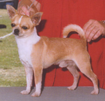 SMOOTH COAT CHIHUAHUA, MULTI-GROUP WINNER