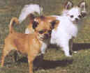 SMOOTH AND LONG COAT CHIHUAHUAS