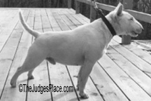 Miniature Bull Terrier Ephrain, imported by the Andrews