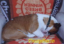Miniature Bull Terrier Ch. "Becca" Sleeping in NORMAL MBT fashion!