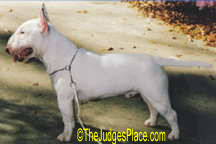 Ch. Greystone White On White "Biff" a top Specialty Winner and Mini-Bull Sire