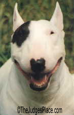 Ch. Grayoak Harvetta Wallbanger, outstanding female Miniature Bull Terrier