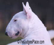 Ch. O'BJ Master Of Disaster "Bo", owner handled Miniature Bull Terrier who always caught the judge's eye but could not win in Groups due to undershot mouth. 
