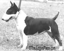 Miniature Bull Terrier female, Aust. Ch. Erenden Roxana