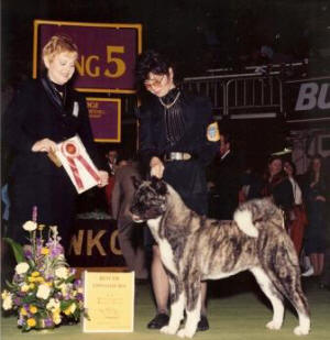 Mrs. Vics Judging Best Of Breed at Westminster Kennel Club