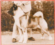 IDEAL MALE AKITA PROPORTION & BALANCE - CH. SACHMO