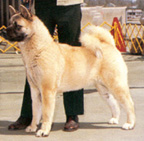 IDEAL FEMALE AKITA TOPLINE & PROPORTION, CH. NIKKI