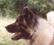 IDEAL AKITA HEAD MUZZLE TO BACKSKULL PROPORTION