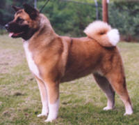 AKITA BITCHES HAVE BONE AND SUBSTANCE - AND FULL CURL TAILS!