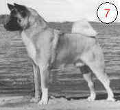 IDEAL MALE AKITA PROFILE; UPSTANDING, NOBLE CH. JAKE