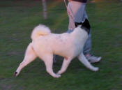 PERFECT AKITA MOVEMENT, BATES' FEMALE