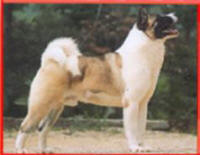 DOUBLE CURL AKITA TAIL, CH. BIGSON, #3 Sire All Time