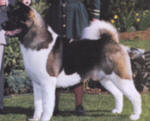 MASSIVE AKITA BIS WINNER, CH., JAGGER 