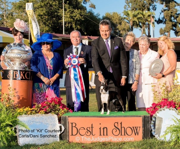 Santa Barbara Kennel Club Best In Show - Boston Terrier "Kit"