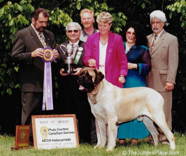 1999 Mastiff Club Of America National Dog Show