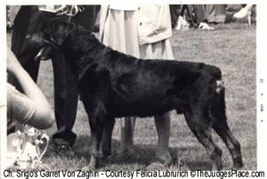 Ch. Srigo's Garret Von Zaghin - Best of Breed CRC Specialty 1972 From Veteran Dog Class at 8 years of age