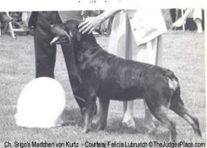 Ch. Srigo's Madchen von Kurtz - Best of Breed CRC Specialty