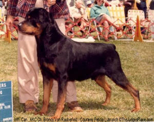 Int'l Can. Am. Ch. Bronco Von Rauberfeld, Sch3, FH, Best In Show Winner