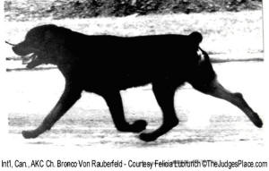 Int'l Can. Am. Ch. Bronco Von Rauberfeld, Sch3, FH, BIS - showing suspended trot