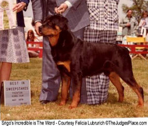 Srigo's Incredible is The Word, Best In Sweepstakes CRC Specialty 1979 over 65 Dogs
