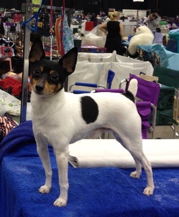 Rat terrier undocked best sale tail
