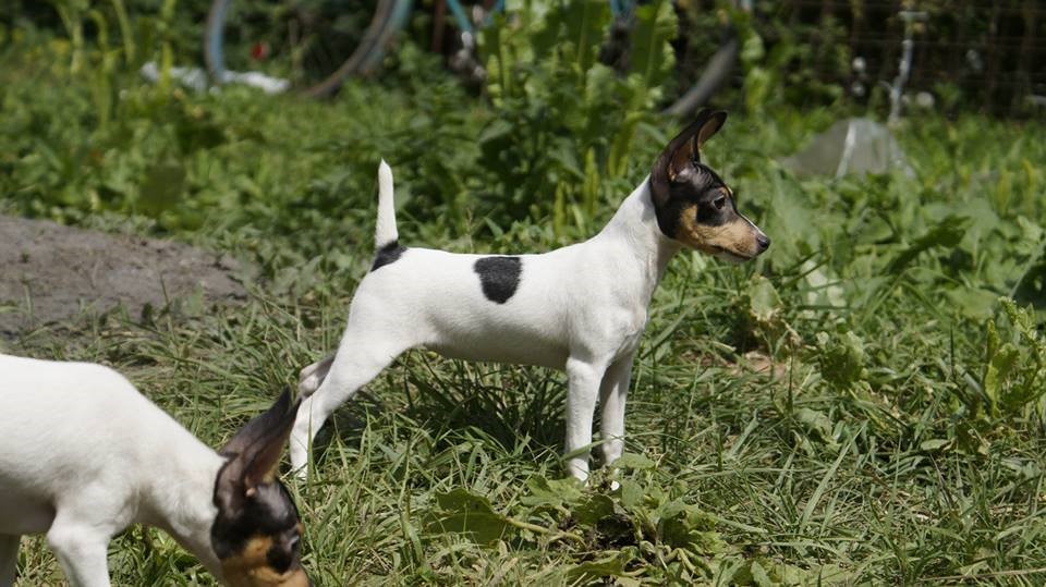 rat terrier tail