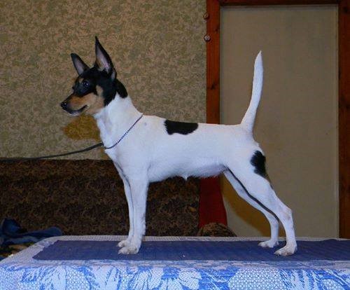 rat terrier tail