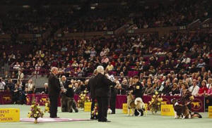 Westminster KC Dog Show BIS Lineup 2006