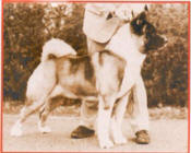 Judging Akitas means knowing correct type: Sachmo Top Sire All Working Breeds