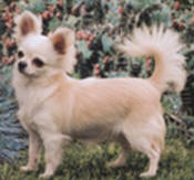 Chihuahua Type and Proportion should be stamped in the mind of every Chihuahua judge