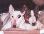 Miniature Bull Terrier Heads define Bullie type and why the Rule Of Fives works so well