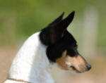 Correct Toy Fox Terrier Profile any astute judge will recognize is not the same as a MinPin because the Rule Of Five explains the importance of breed purpose and function