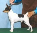Judging Toy Fox Terrier Profile and Proportion