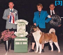 CH. BEN & BREEDER-OWNER-HANDLER WON AMERICA'S TOP DOG SHOWS