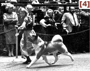 BEVERLY BONADONNA VICS, BREEDER, OWNER, HANDLER, WESTMINSTER WINNER