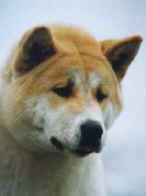 IDEAL AKITA HEAD FURROW, CH. BETSY 