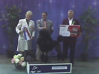 Judging Best Of Breed at National Specialties