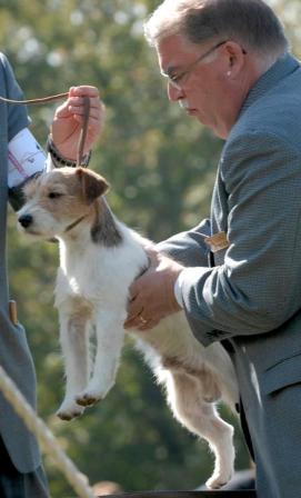 Photo Courtesy of Patti Bradford - depicting a Russell Terrier being spanned by a Judge