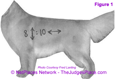 Topline retrievers hot sale