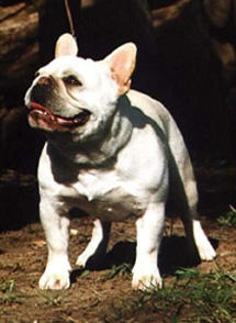 Photo Courtesy Carol Hawke of a top winning French Bulldog (right) BIS/BISS Ch.Sonlit Golden Rule - cream color.