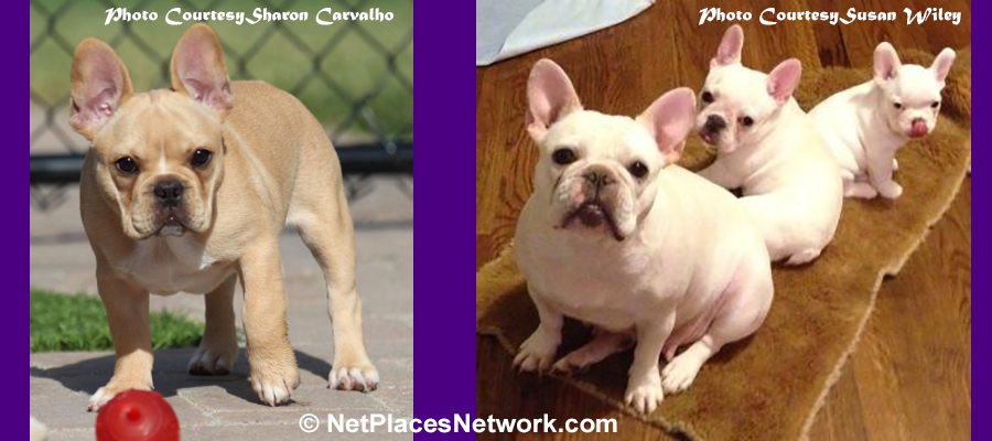 Studying breed standards, I chose the wolf as basic prototype and the most common reference point for all canines.