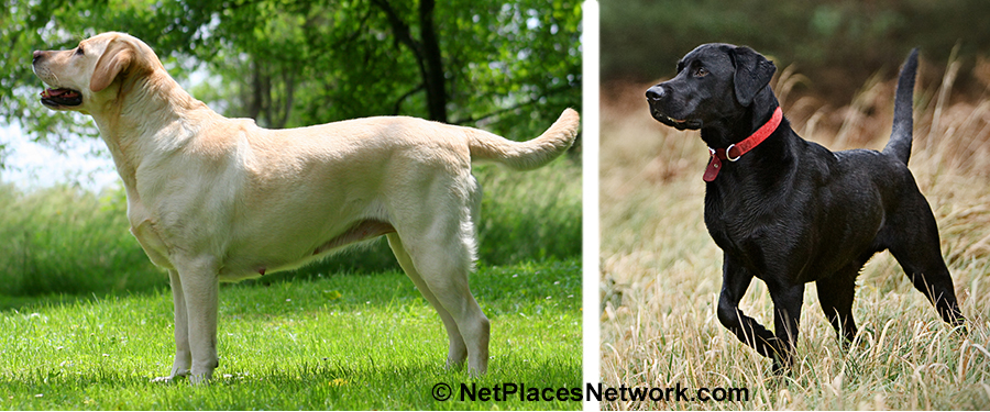 The lack of ethics in dog breeding today is failure to work with actual canines and make the extra effort which made the dog so preciously useful in the past.